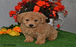 Cavapoo dogs for sale: Cavapoo 5 puppies - Image 14