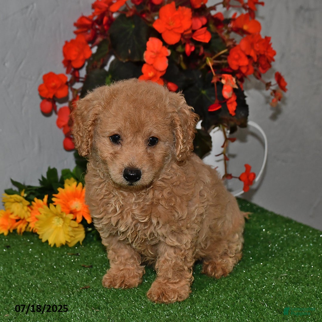 Cavapoo dogs for sale: Cavapoo 5 puppies - Image 14