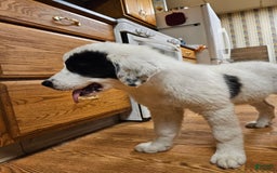 Great Pyrenees dogs for sale: Amie - Image 1