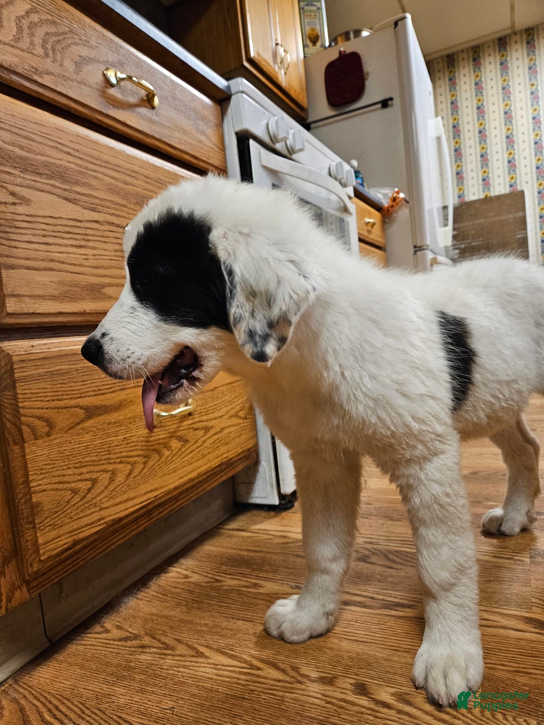 Great Pyrenees dogs for sale: Amie - Image 1