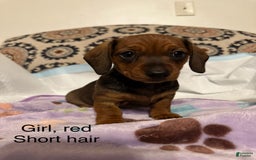 Dachshund dogs for sale: Carmel - Image 1