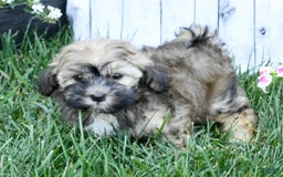 Havapoo dogs for sale: Colby - Image 9