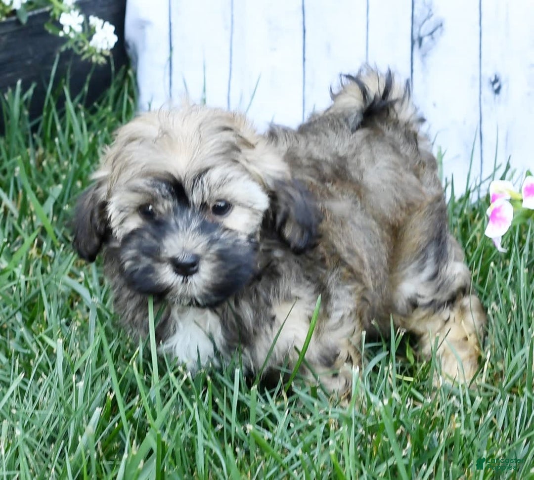 Havapoo dogs for sale: Colby - Image 9