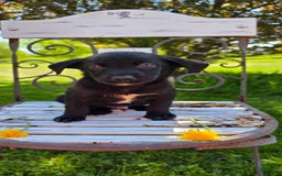 Labrador Retriever dogs for sale: Darth - Image 4