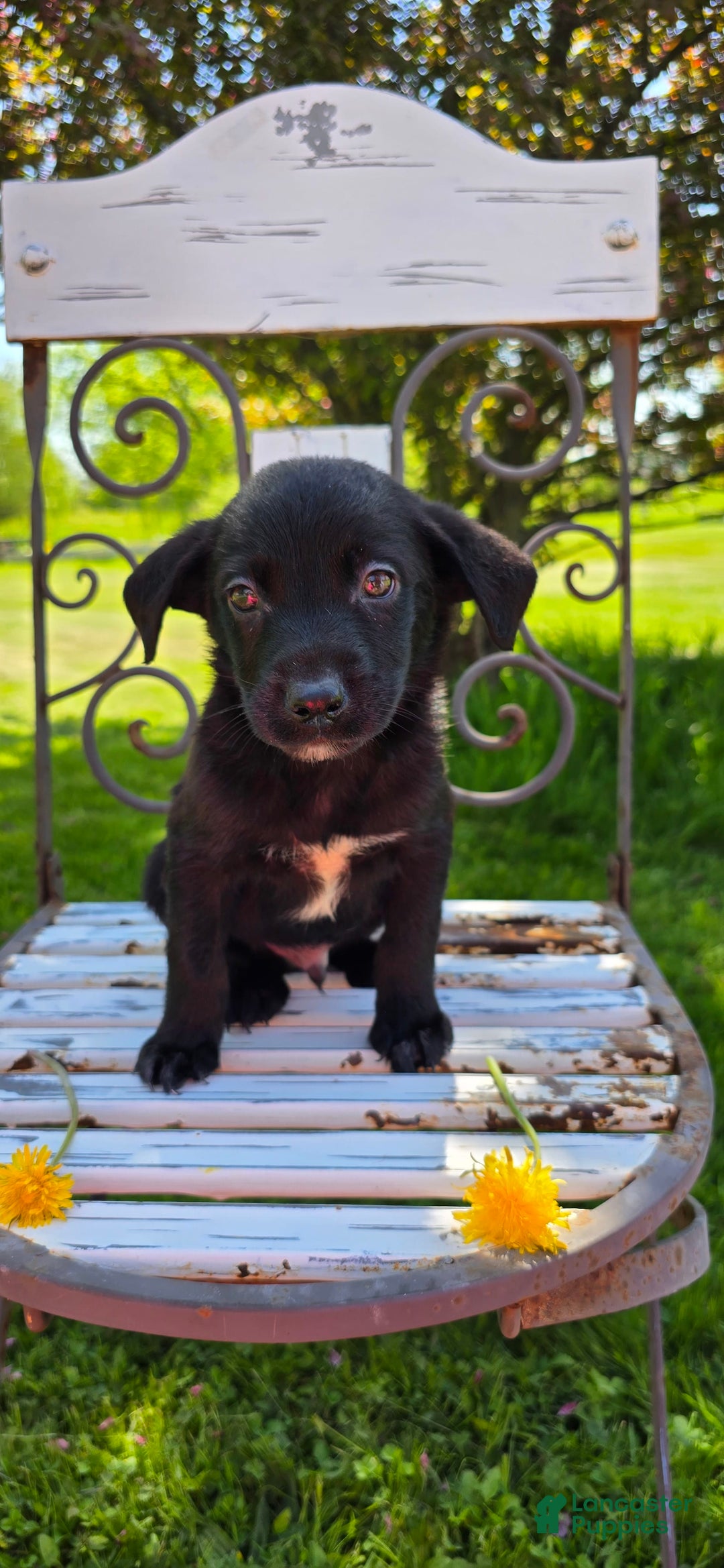 Labrador Retriever dogs for sale: Darth - Image 4