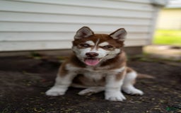 Siberian Husky dogs for sale: Ziggy - Image 2