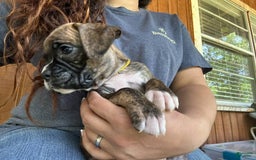 Boxer dogs for sale: Patty Cake - Image 2