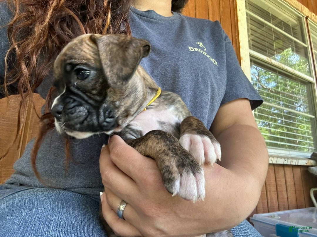 Boxer dogs for sale: Patty Cake - Image 2