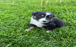 Australian Shepherd dogs for sale: Ahsoko - Image 10