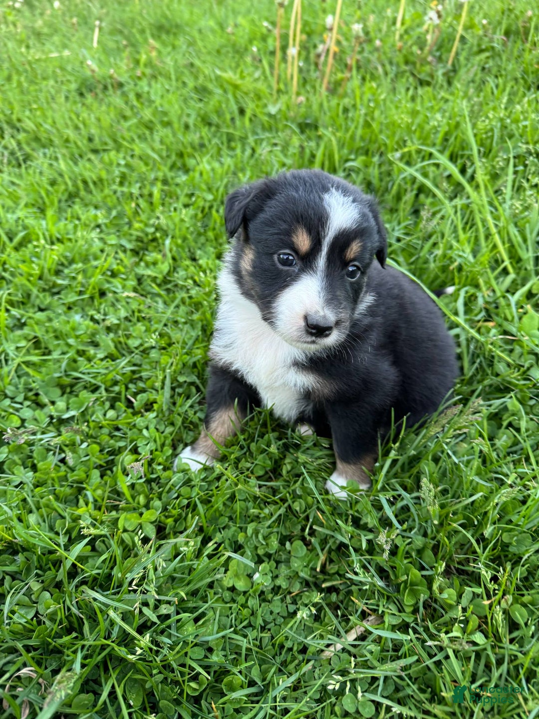 Australian Shepherd dogs for sale: Ahsoko - Image 10