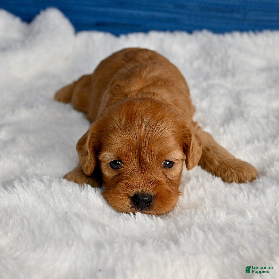 Cavapoo dogs for sale: Viviana - Image 6