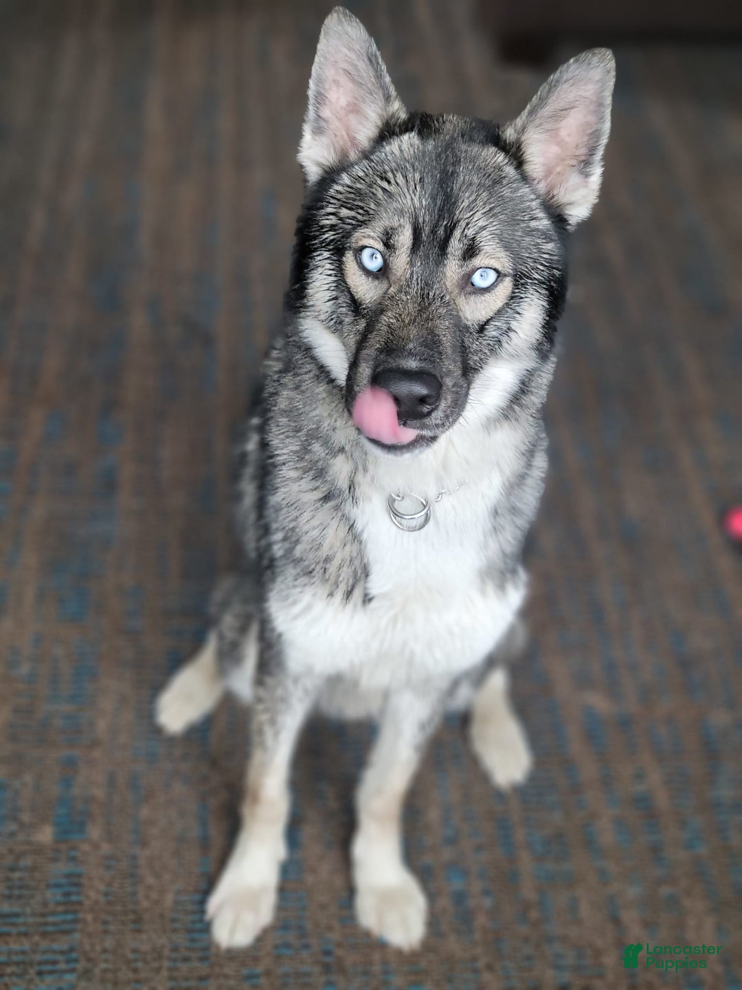 Gerberian Shepsky dogs for sale: Sheba - Image 8