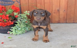 Doberman Pinscher dogs for sale: Dozer - Image 5