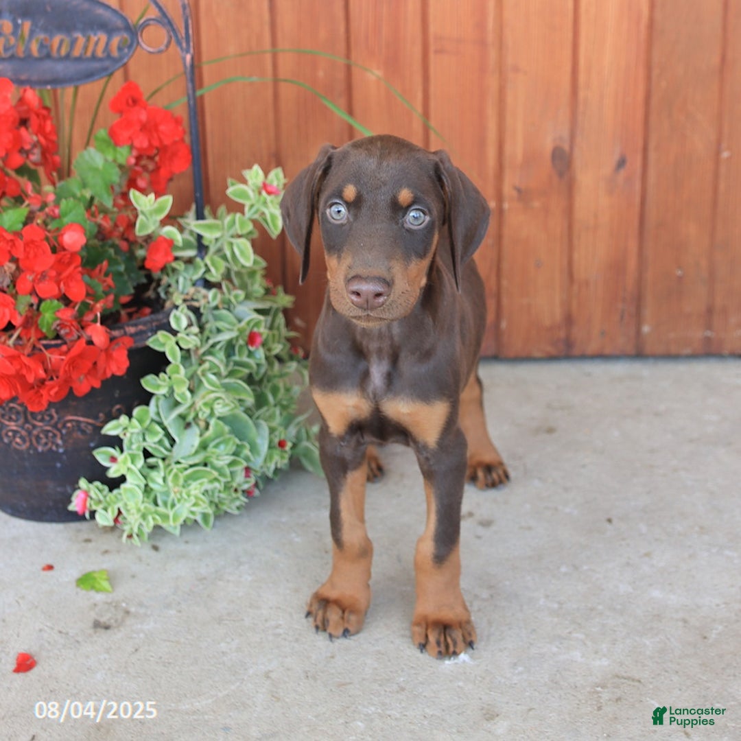 Doberman Pinscher dogs for sale: Dozer - Image 5