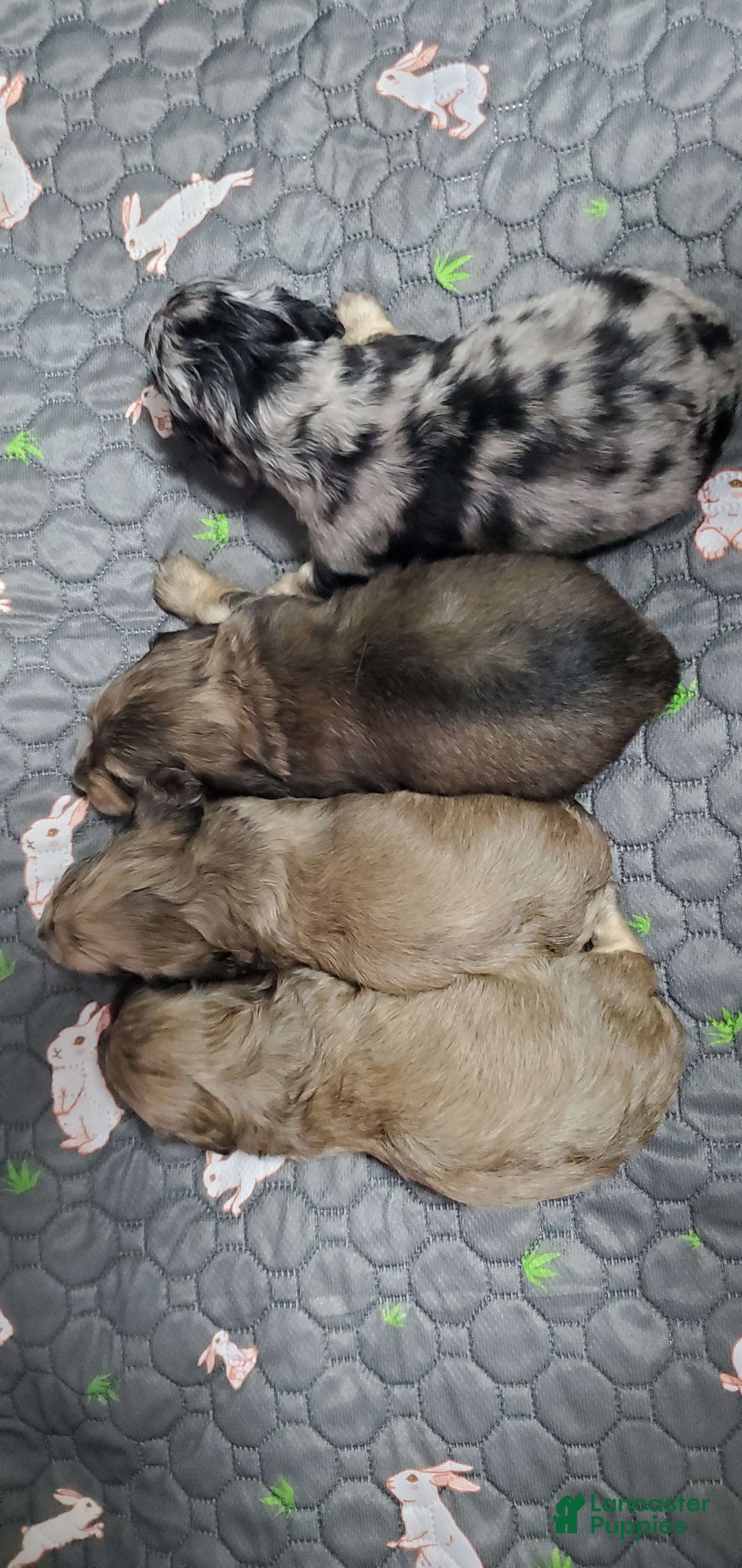 Miniature Dachshund dogs for sale: Karl - Image 4