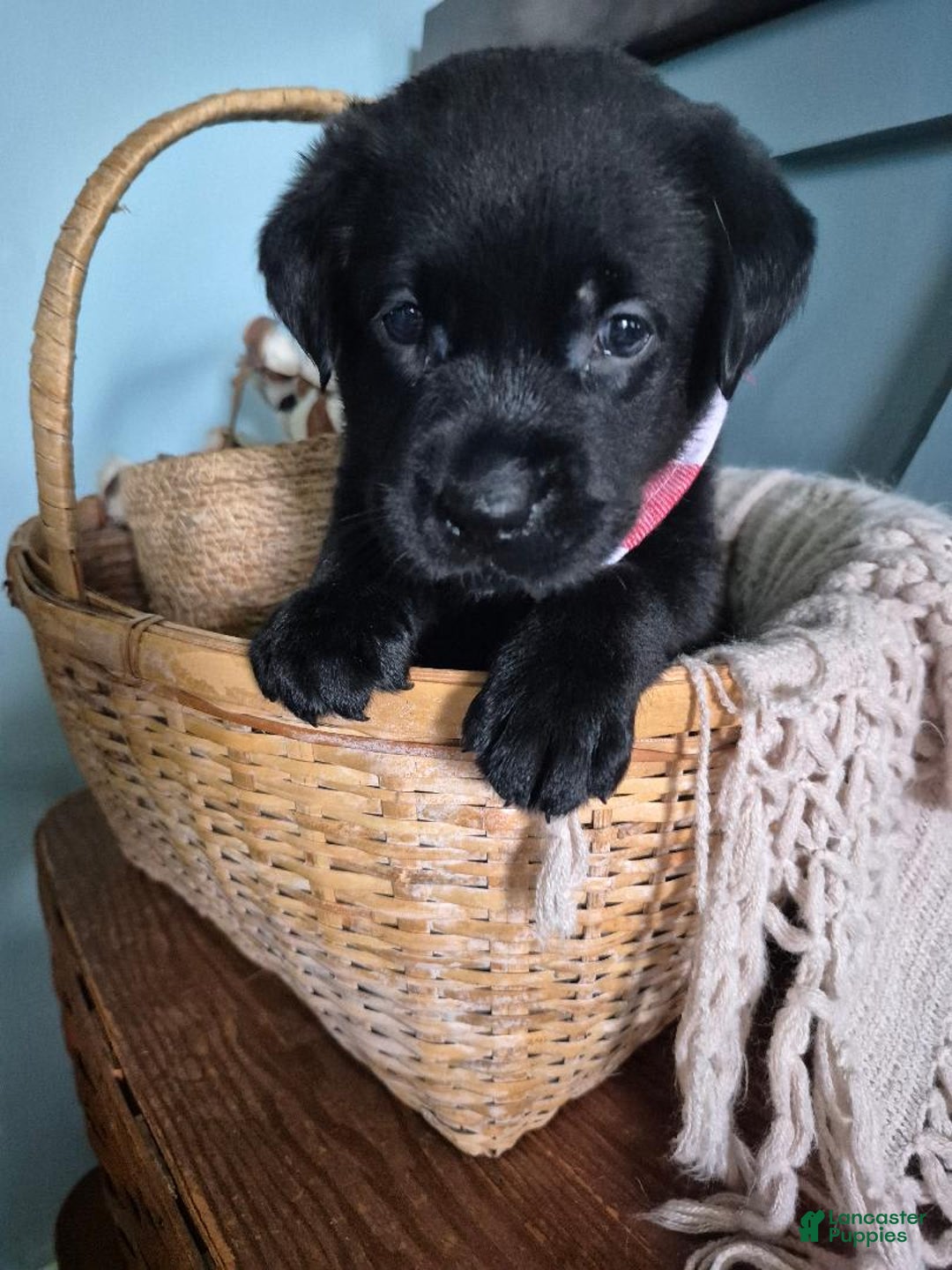 Labrador Retriever dogs for sale: Darryl Philbin - Image 4