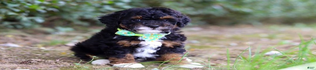 Teddy