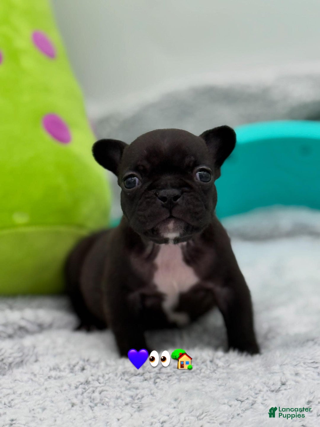 French Bulldog dogs for sale: Nova - Image 10