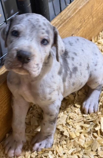 Great Dane dogs for sale: Louie - Blue Merle - Image 2