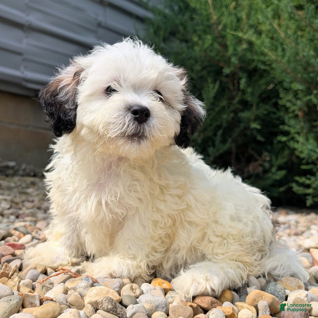 Teddy Bear dogs for sale: Custard - Image 7