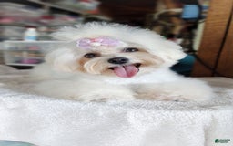 Morkie dogs for sale: Rare Gold Merle Beetle - Image 24