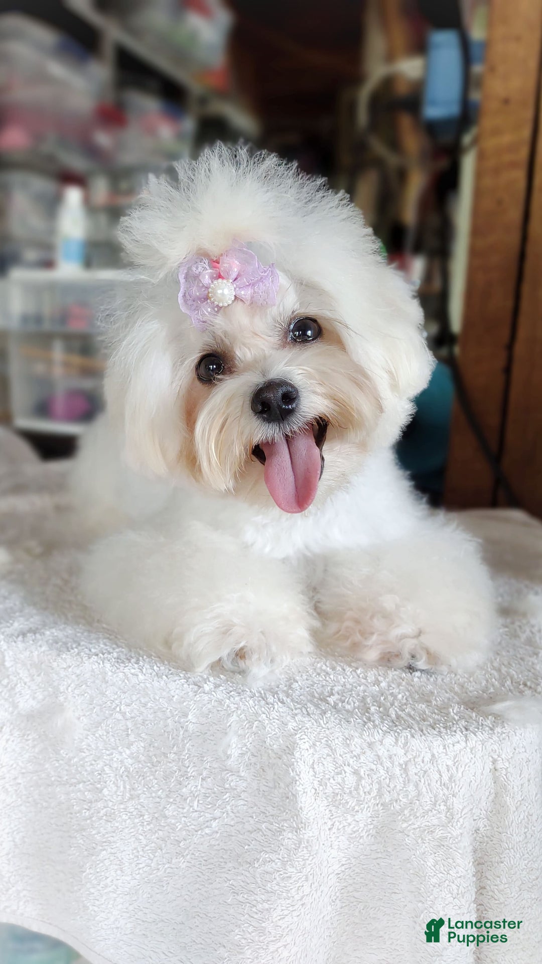 Morkie dogs for sale: Rare Gold Merle Beetle - Image 24