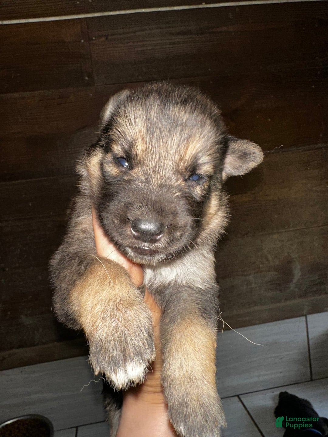Gerberian Shepsky dogs for sale: Finnick - Image 2