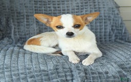 Chihuahua dogs for sale: Faline - Image 2