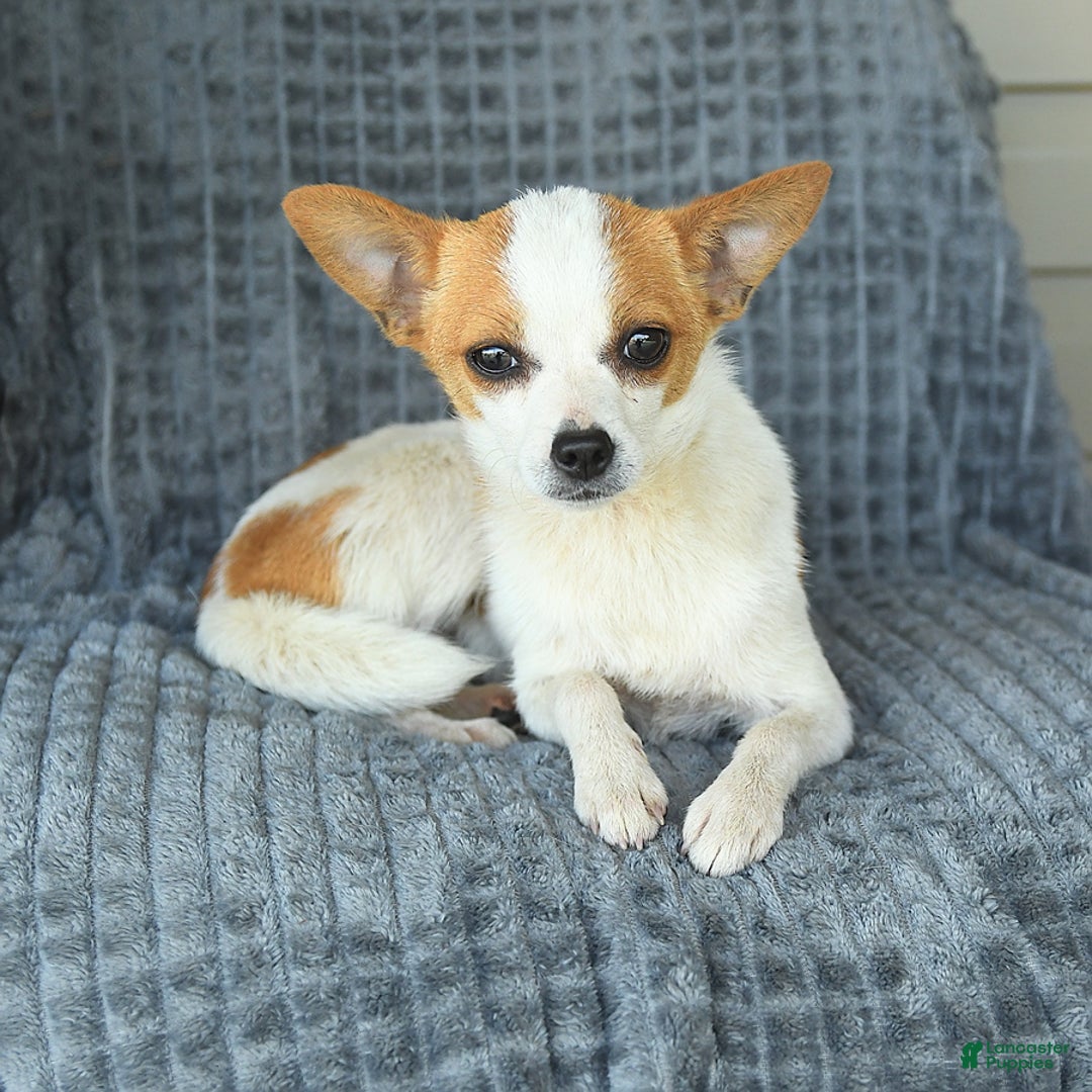 Chihuahua dogs for sale: Faline - Image 2