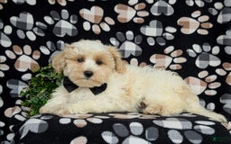 Maltipoo dogs for sale: Wendell - Image 8