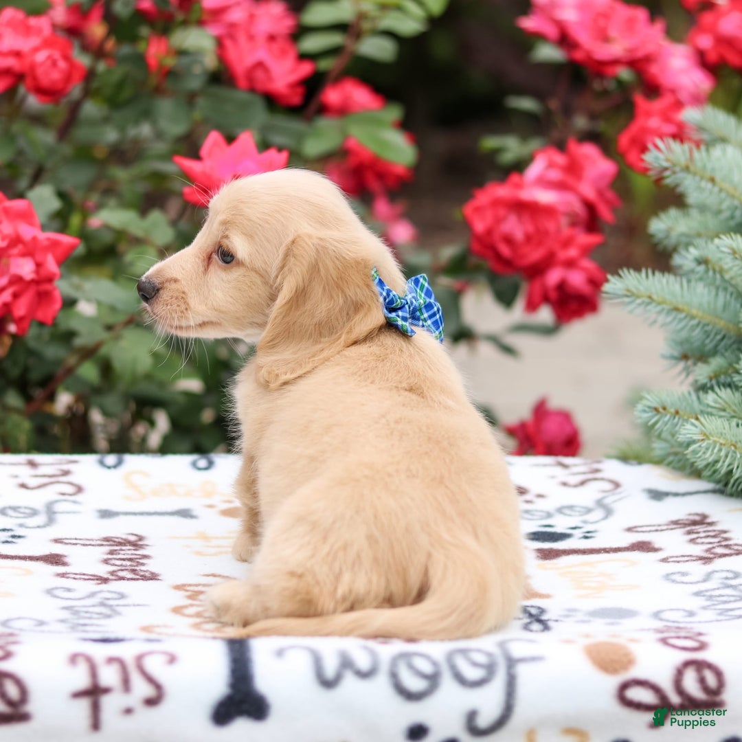 Miniature Dachshund dogs for sale: Parker - Image 3