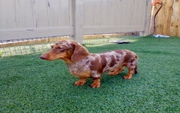 Miniature Dachshund dogs for sale: Forest - Image 12