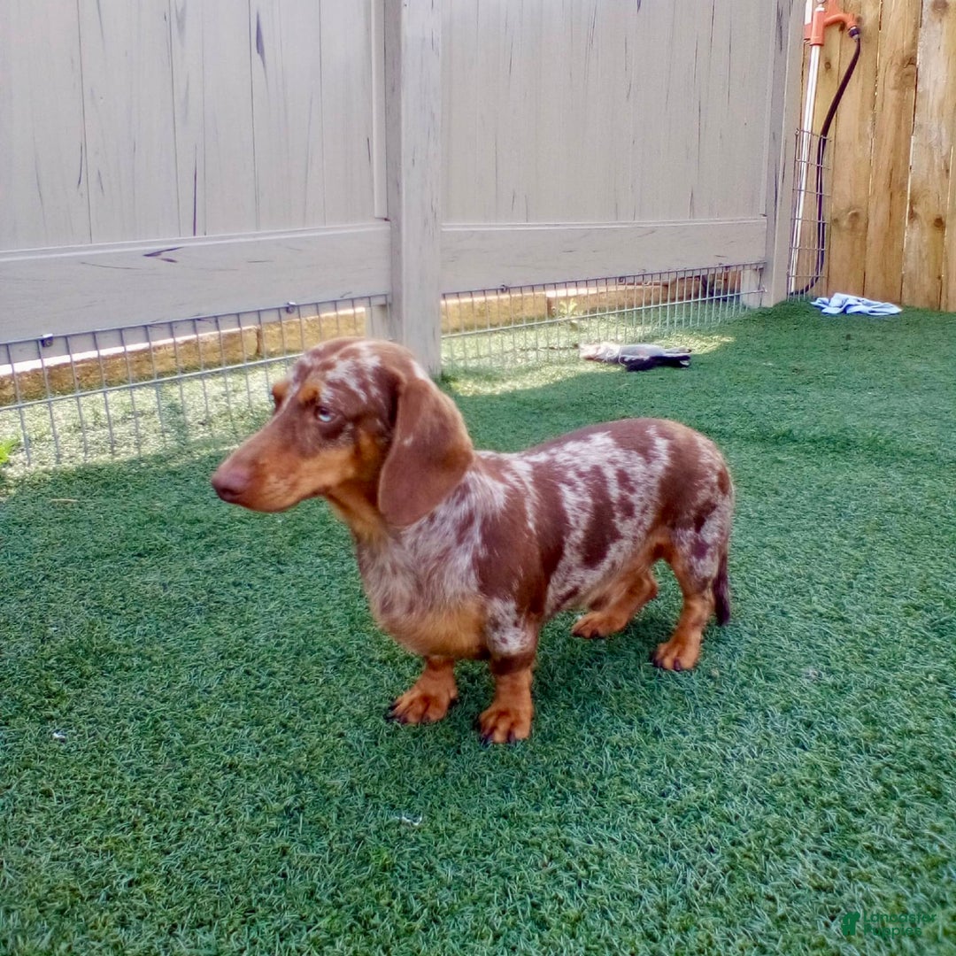 Miniature Dachshund dogs for sale: Forest - Image 12
