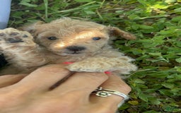 Toy Poodle dogs for sale: Baby - Image 1