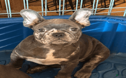 French Bulldog dogs for sale: Thor - Image 4