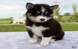 Pomsky dogs for sale: Ben - Image 8