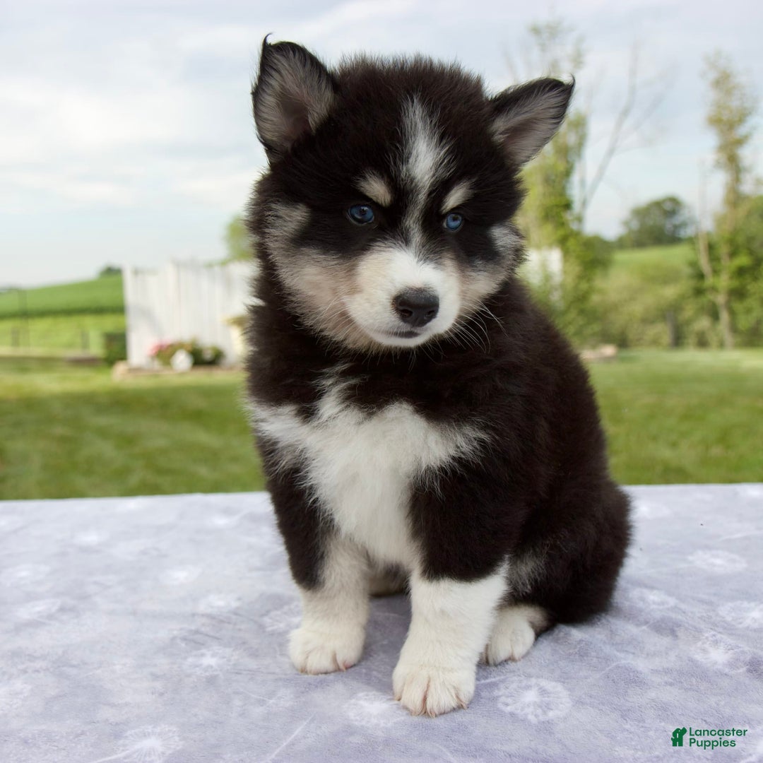 Pomsky dogs for sale: Ben - Image 8