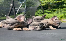French Bulldog dogs for sale: Luna - Image 4