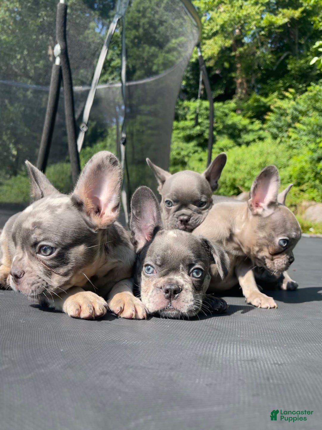 French Bulldog dogs for sale: Luna - Image 4
