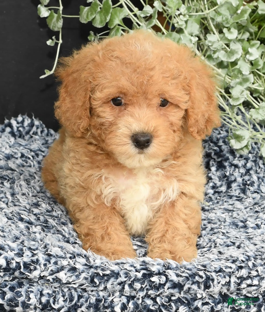 Bichpoo dogs for sale: Shelly - Image 4