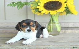 Beagle dogs for sale: Trigger - Image 1