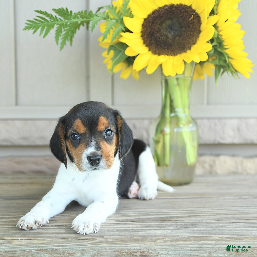 Beagle dogs for sale: Trigger - Image 1