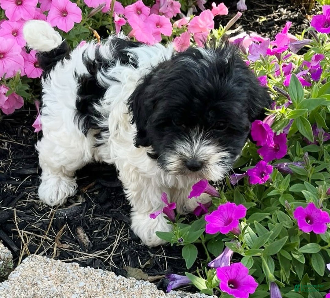 Havanese dogs for sale: Alex - Image 3