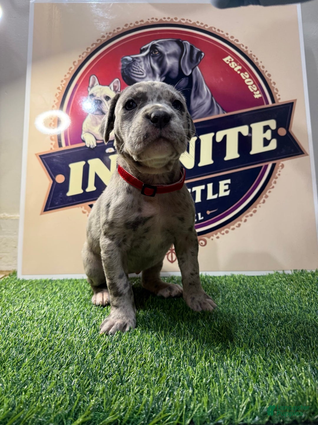 Cane Corso dogs for sale: Cane Corso 6 puppies - Image 3