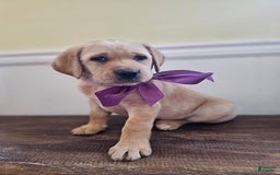 Labrador Retriever dogs for sale: Rainey - Image 7