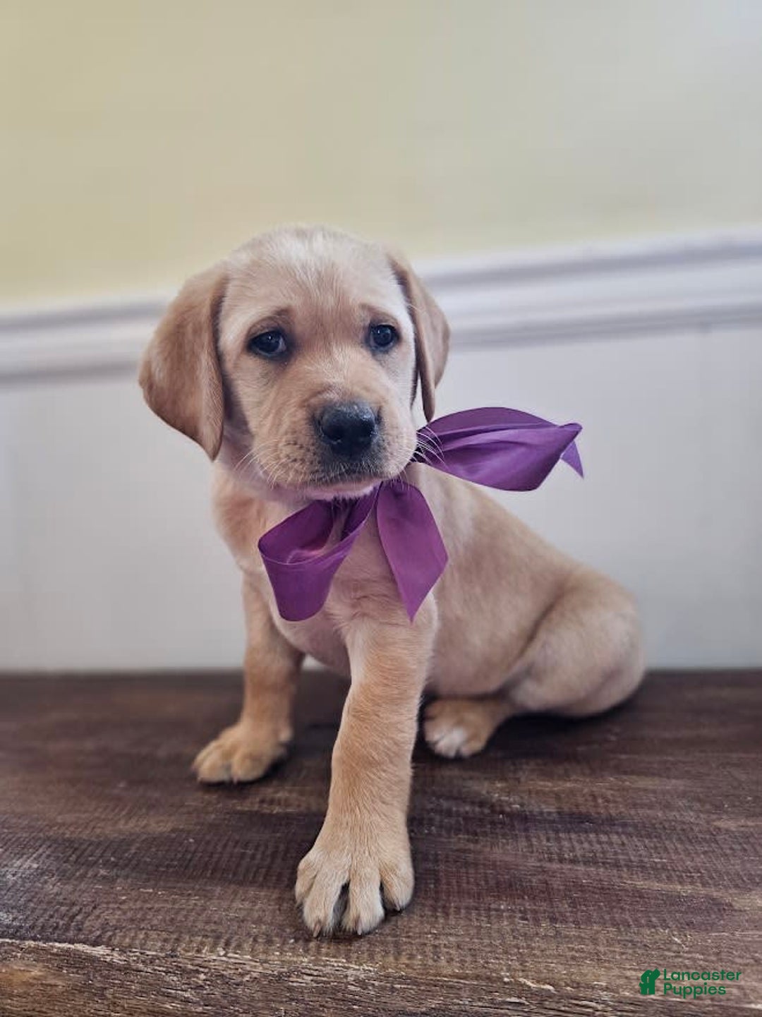 Labrador Retriever dogs for sale: Rainey - Image 7