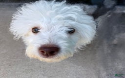 Maltipoo dogs for sale: Stella - Image 3