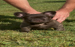 French Bulldog dogs for sale: Jelly Belly The Fluffy - Image 6