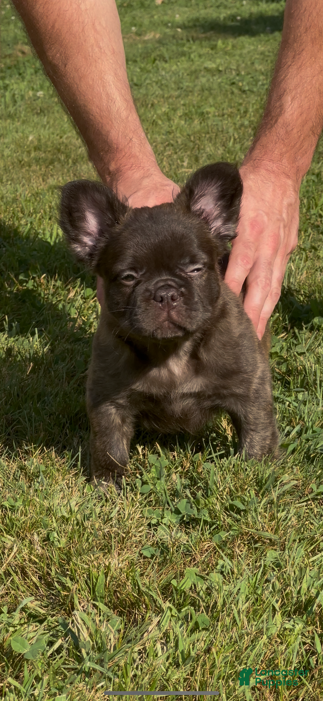 French Bulldog dogs for sale: Jelly Belly The Fluffy - Image 6