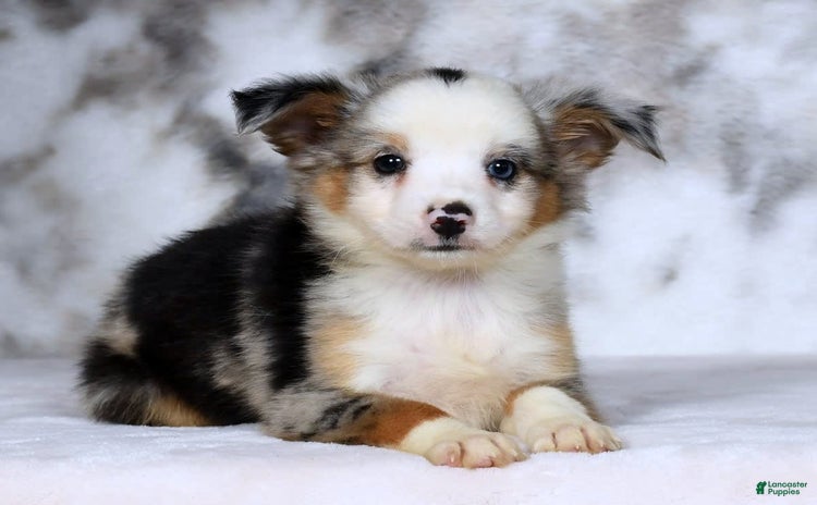  dogs for sale - Ad 5